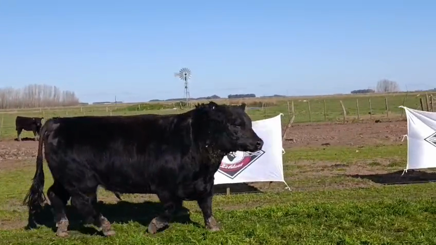 Lote Toro Puro de PEDIGREE