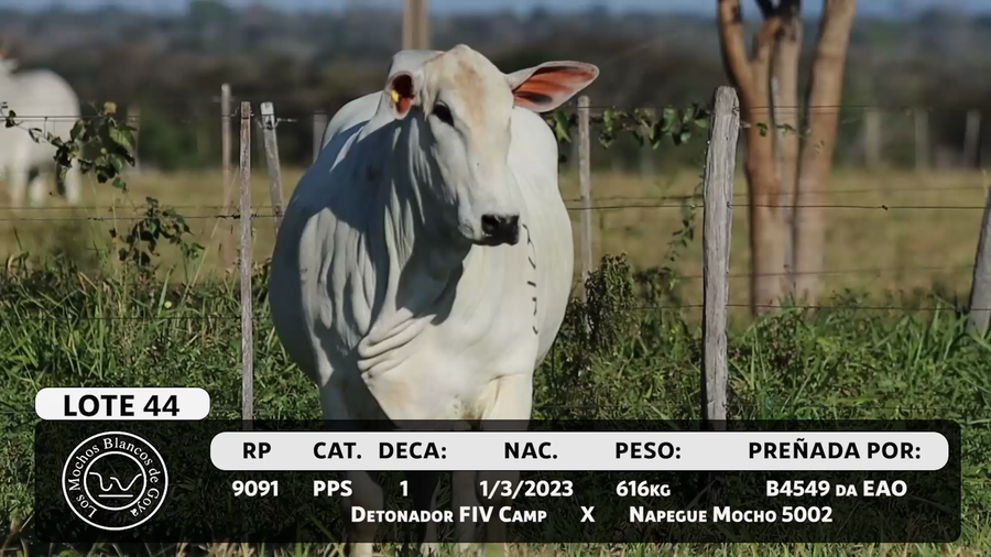 Lote LOTE 44