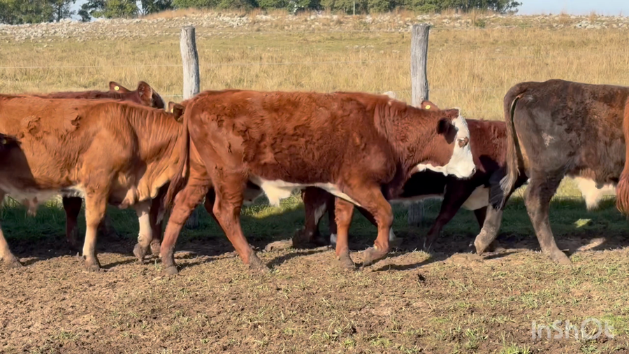 Lote 65 Terneros en Corrientes, Mercedes
