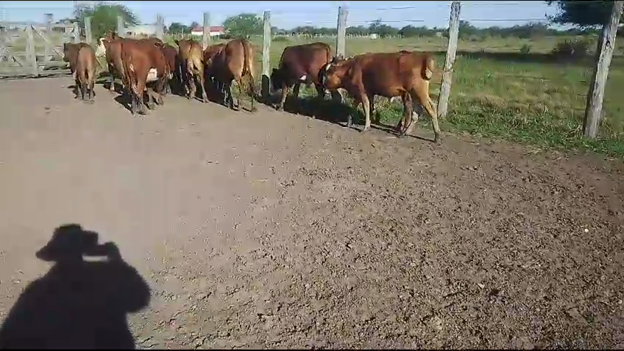 Lote 15 Novillitos y vaquillonas