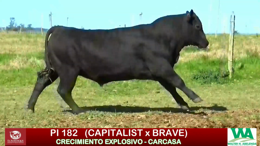 Lote Toros a remate en ANGUS EL REBENQUE, Florida