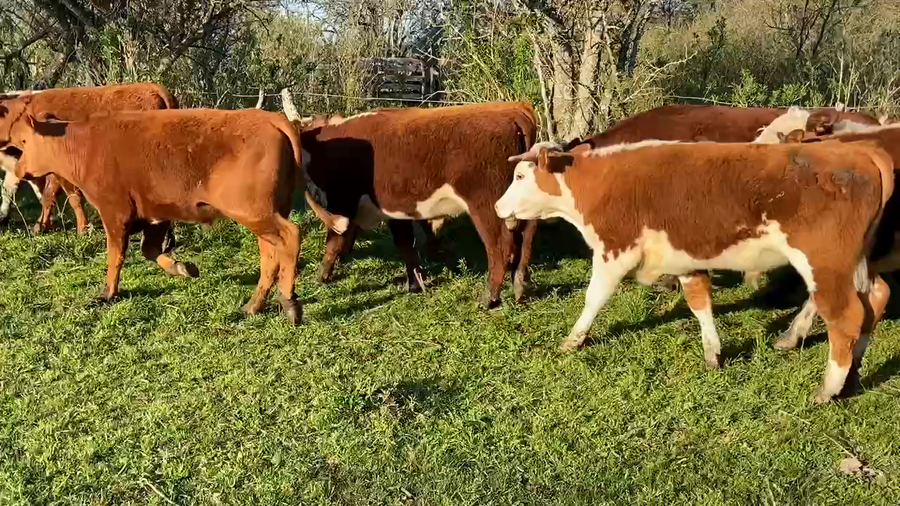 Lote 30 Novillitos en Maciá, Entre Ríos