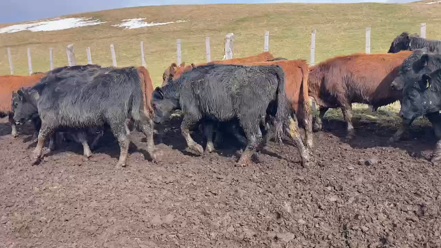 Lote 45 Ternero en Coyhaique, XI Región Aysén