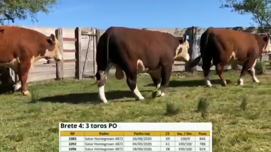 Lote BRETE 4