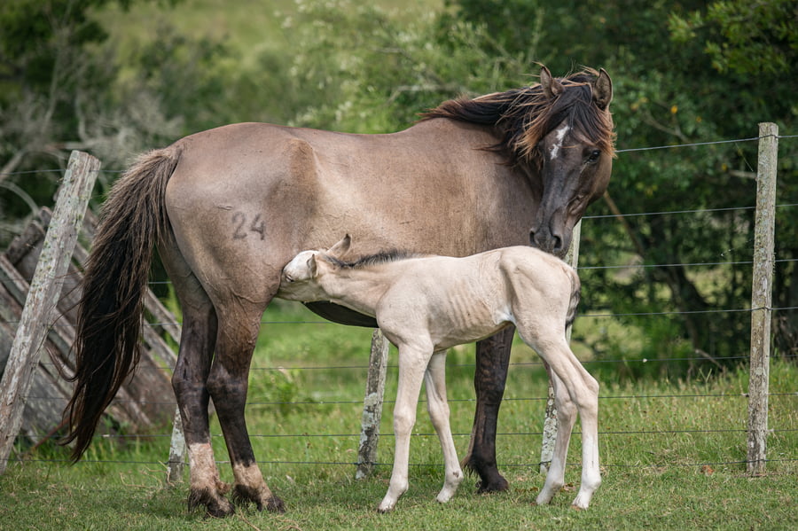 Lote Divina Diosa Olimpia Anumati