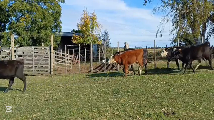 Lote TERNERAS
