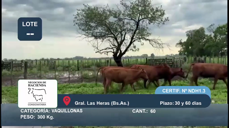 Lote 60 Vaquillonas en Buenos Aires, Gral. Las Heras