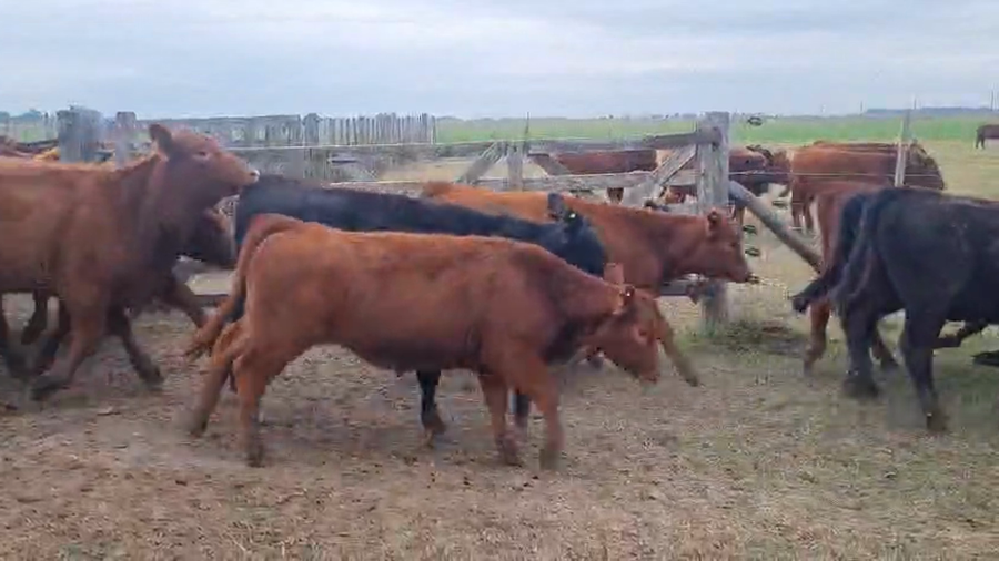 Lote 92 Terneras