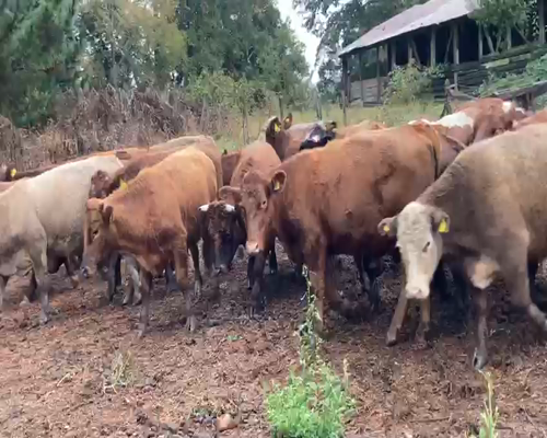 Lote 25 Novillo Engorda en X Región Los Lagos, Frutillar