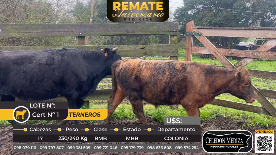 Lote 17 Terneros en Colonia