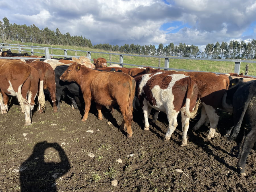 Lote 22 Novillo Engorda en Puerto Varas, X Región Los Lagos