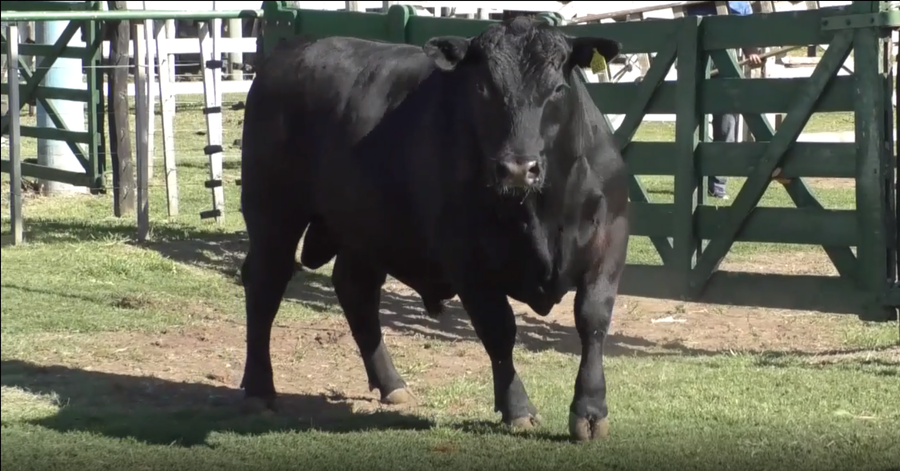 Lote Toro Aberdeen Angus Negro PP - RP790 - Cabaña El Mirador