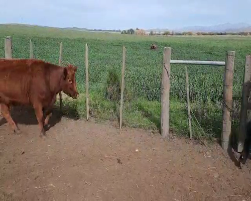 Lote Vaquillonas Angus, Shorthorn y Caretas , en Sierra de la Ventana, PBA.-