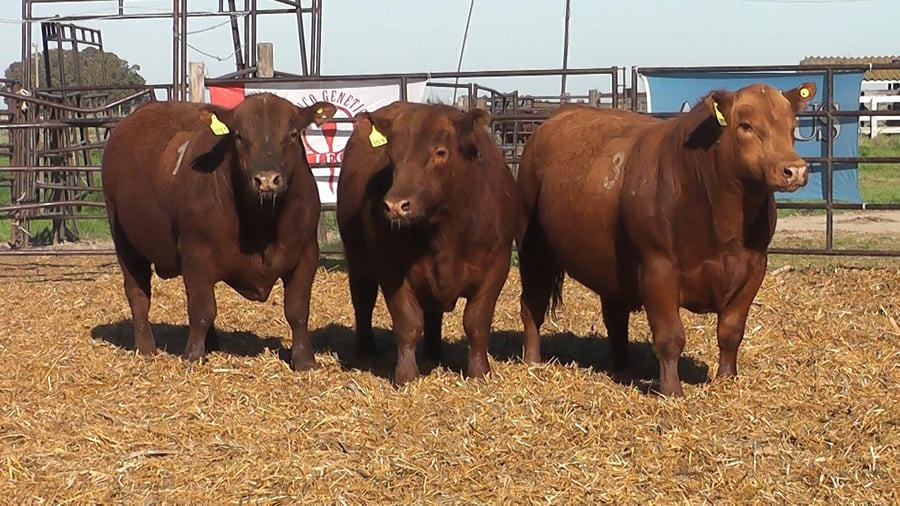 Lote TOROS ANGUS COLORADOS PC