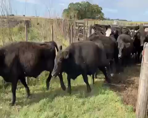 Lote 101 Novillitos y vaquillonas de 350 Kgs en Ayacucho, Buenos Aires