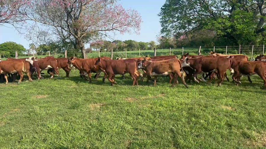 Lote 120 Terneras en Corrientes, Bella Vista