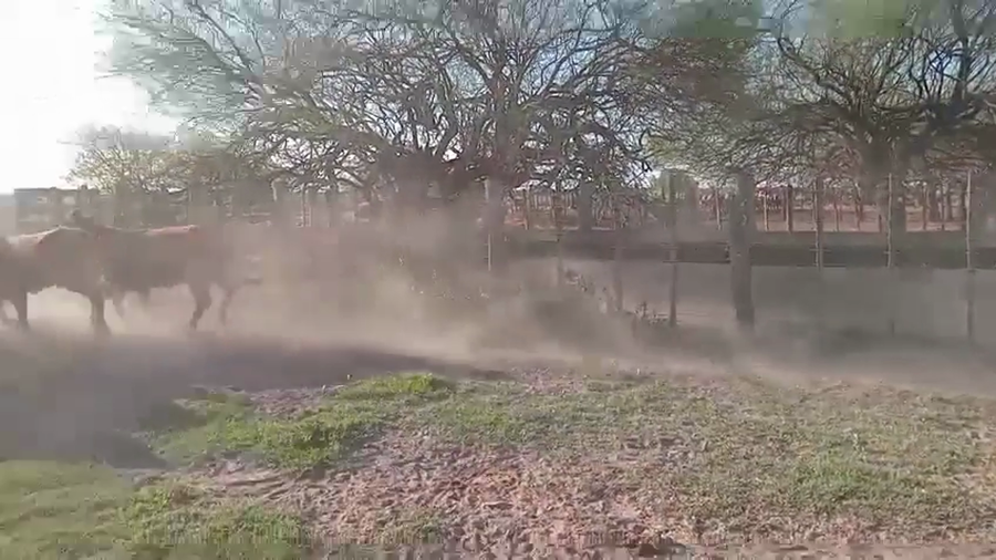 Lote 11 Vaquillonas Braford en Altos de Chipión, Córdoba