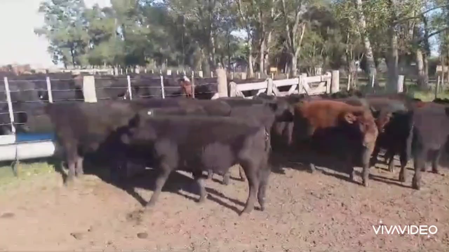 Lote 25 Terneros en Ayacucho, Buenos Aires