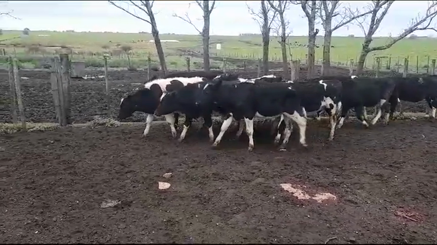 Lote TERNEROS HOLANDO