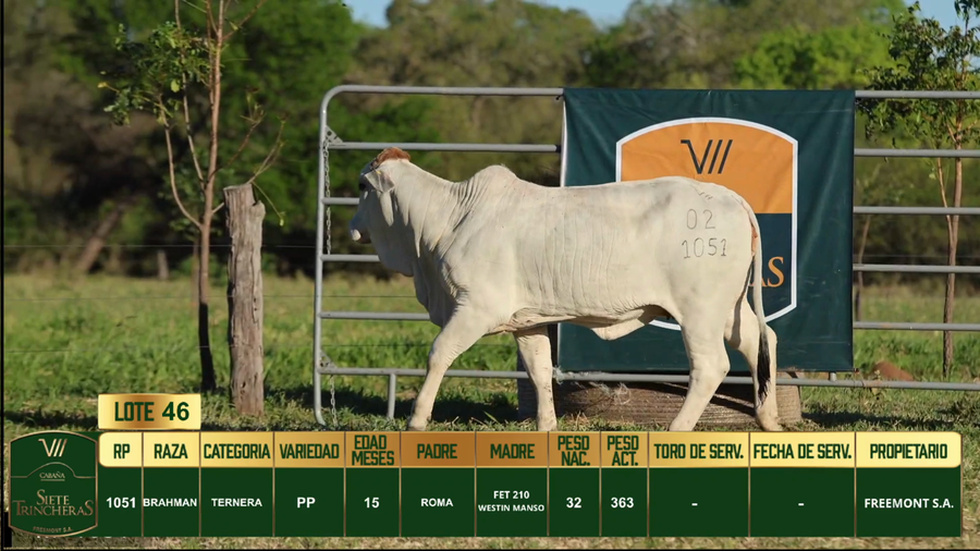 Lote LOTE 46