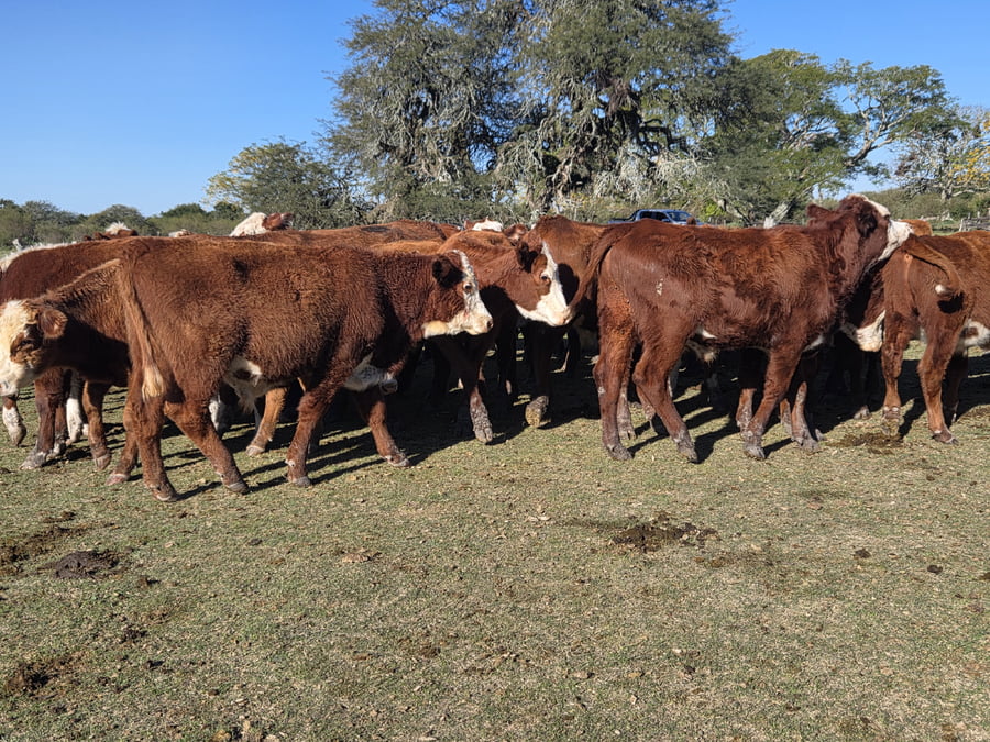 Lote 60 Novillitos