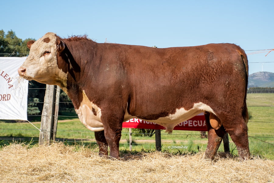 Lote TOROS SANTA MAGDALENA