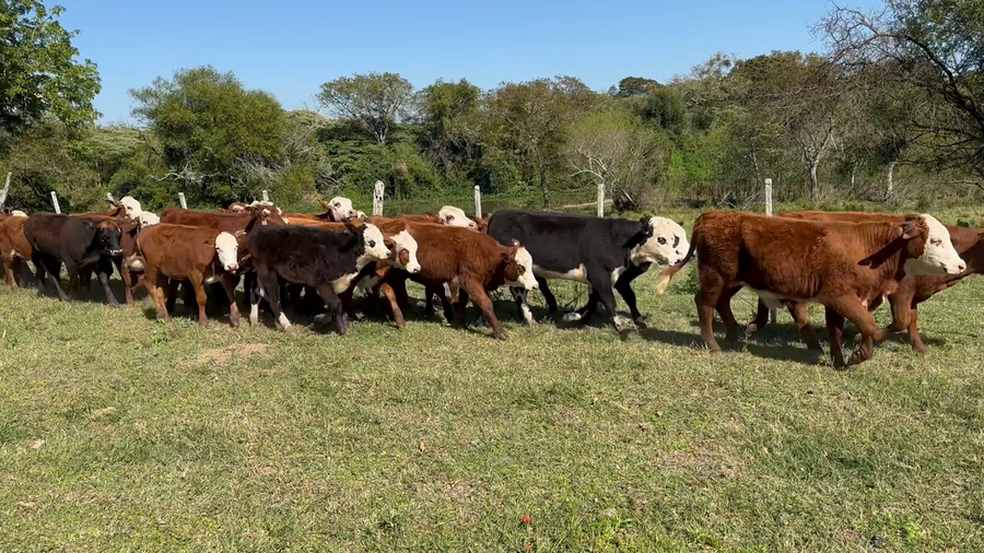 Lote 117 Terneras