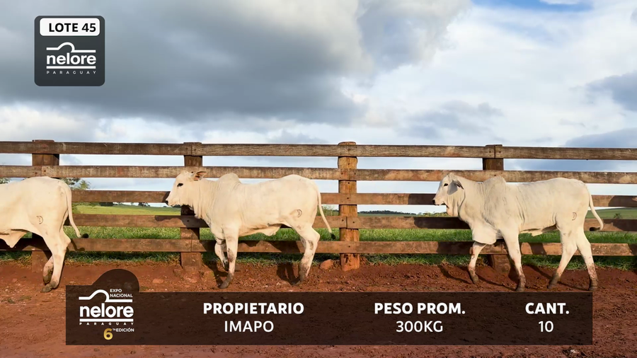 Lote LOTE 45