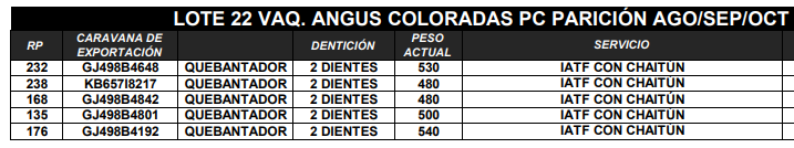 Lote VAQUILLONAS ANGUS PC PARICION AGO/SEP/OCT