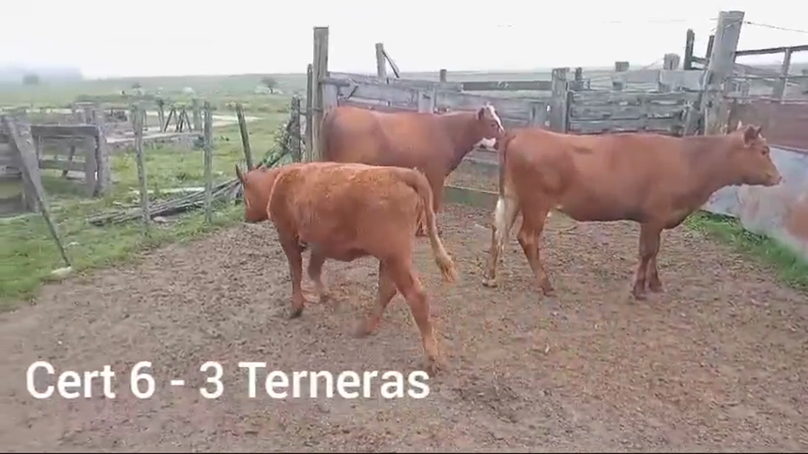Lote TERNERAS