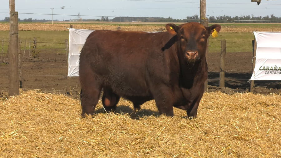 Lote Toros PC Colorado