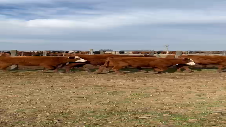Lote 50 Novillitos en Buenos Aires, Arrecifes