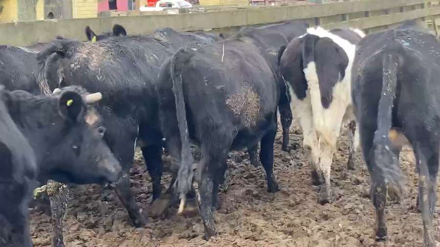 Lote 14 Vaquilla Engorda en Purranque, X Región Los Lagos