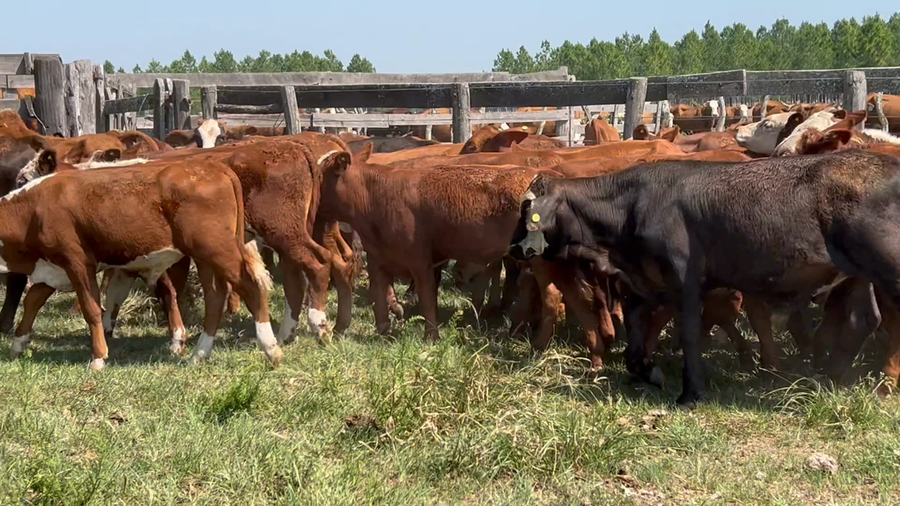 Lote 74 Terneros en Corrientes, Concepción