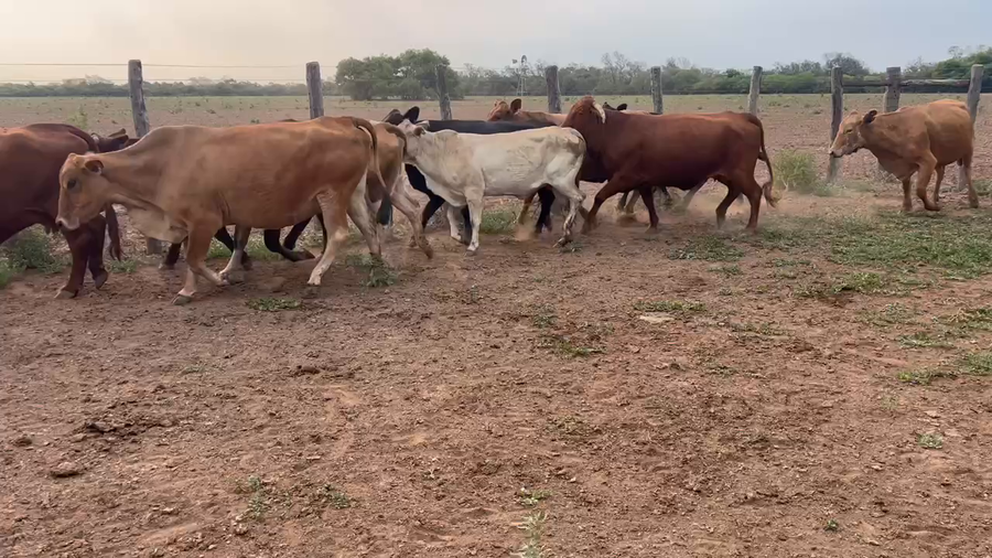 Lote 35 Vacas de invernar en Juan José Castelli, Chaco