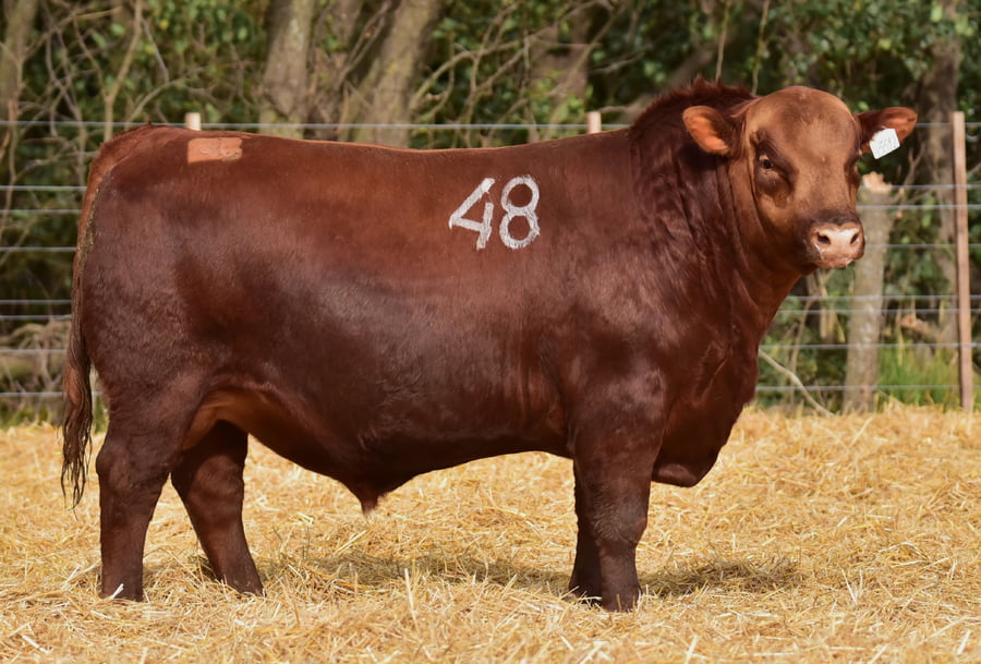 Lote TOROS ANGUS PC