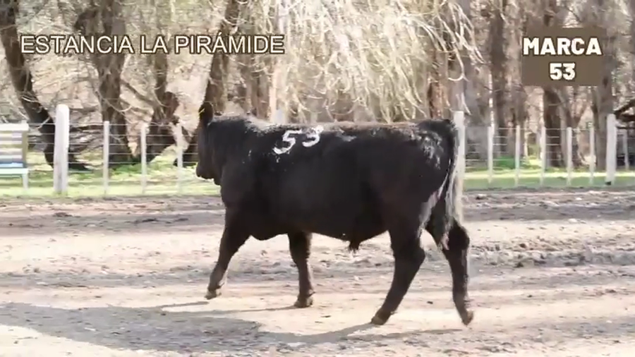 Lote 1 Toro