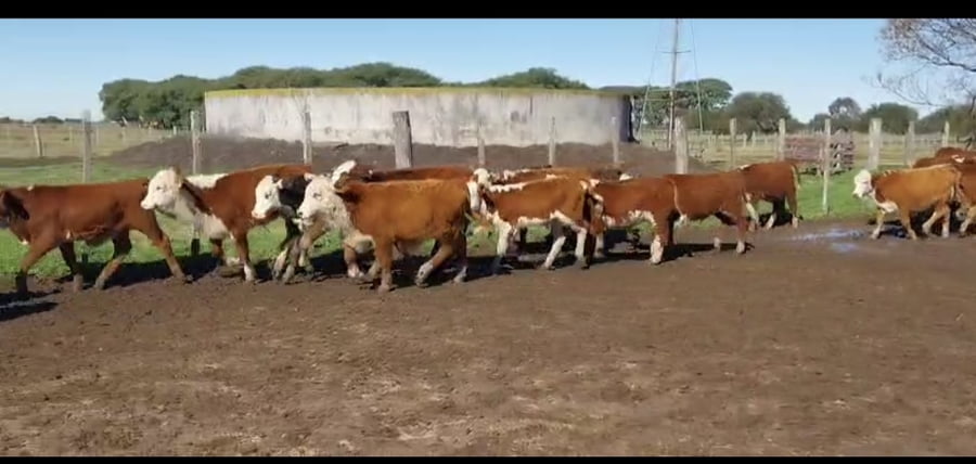 Lote 146 Terneros en Corrientes, Curuzu Cuatia