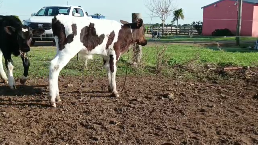 Lote (Vendido)15 Terneros a remate en 4to remate ENTRE MARTILLOS, San José