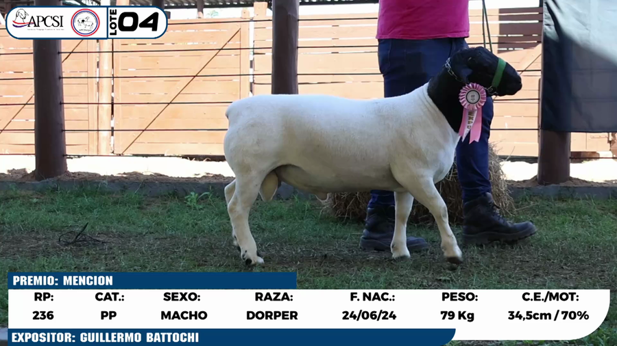 Lote LOTE 4