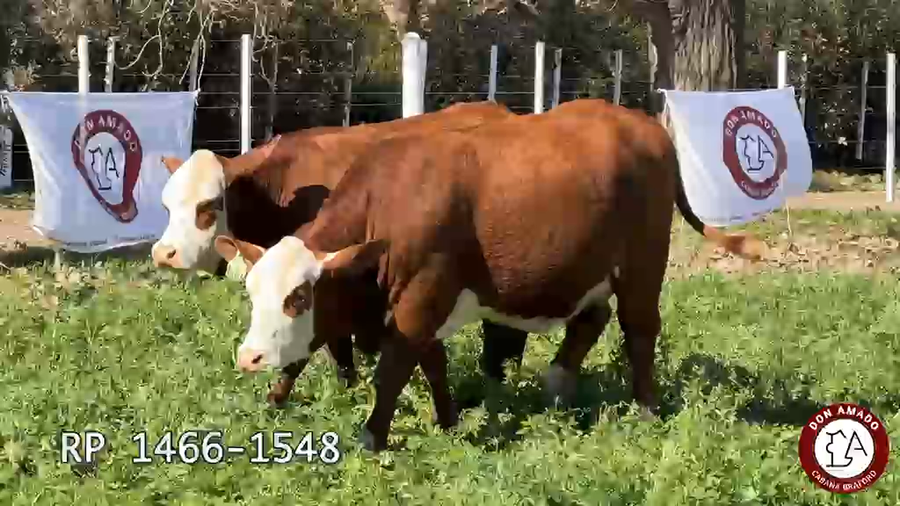 Lote Hembras Don Amado