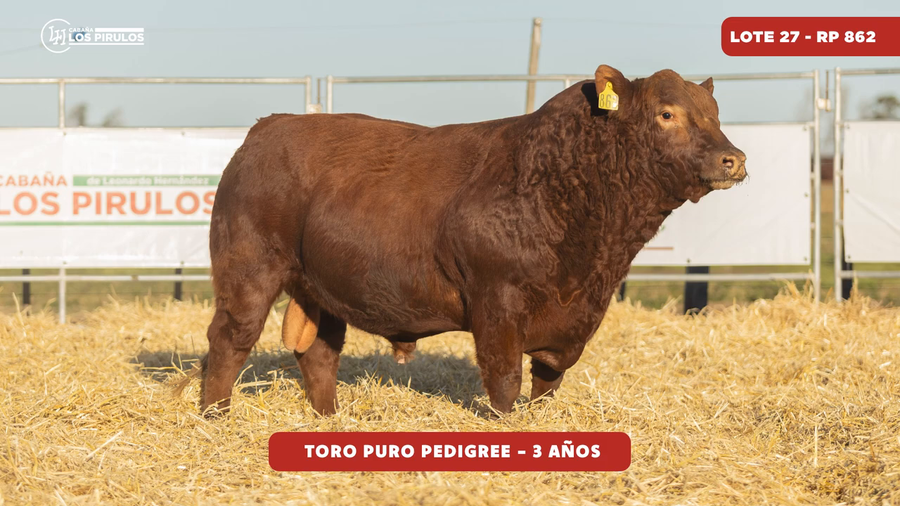 Lote TOROS PUROS DE PEDIGREE - 3 años