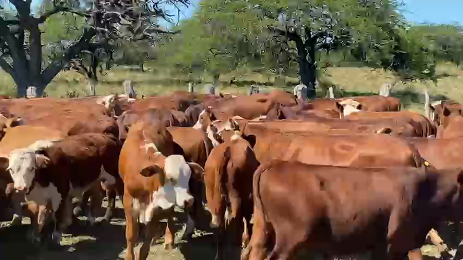 Lote 85 Terneros en Corrientes, Curuzú-Cuatiá