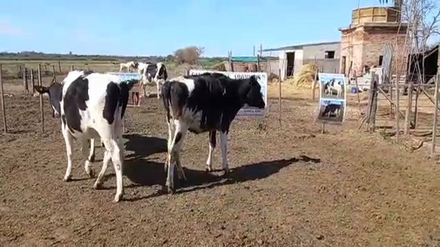 Lote Cabaña Los Aromitos