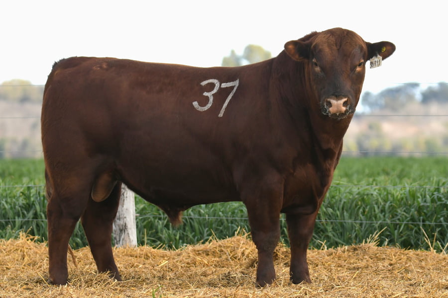 Lote TORO ANGUS PC