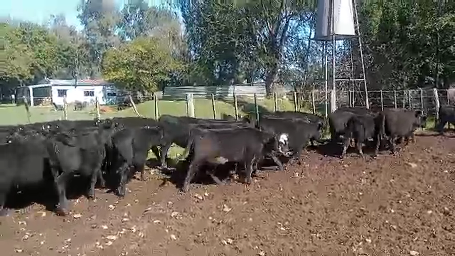 Lote 36 Terneras