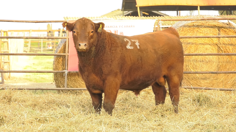 Lote TOROS ANGUS COLORADOS  PC