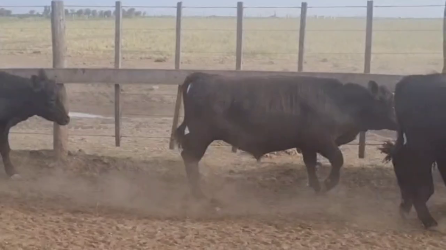 Lote 85 Terneras