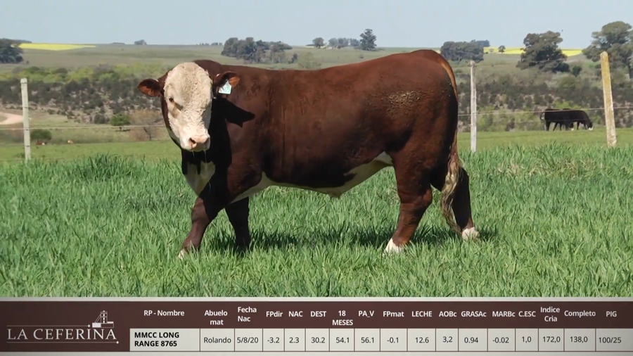 Lote MMCC LONG RANGE 8765