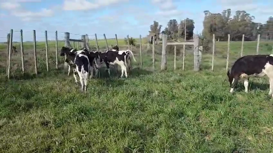 Lote 8 Terneras a remate en Pantalla Camy, San José